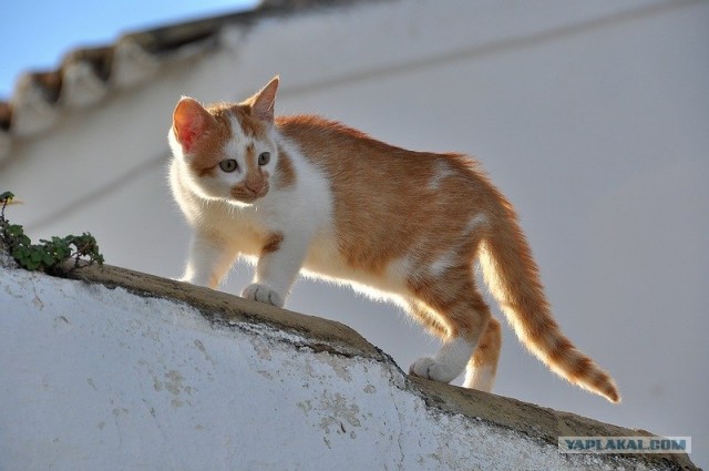 Любовь с первого взгляда