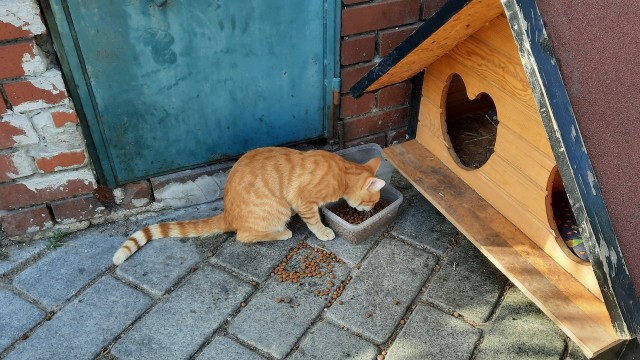 Стамбульские коты