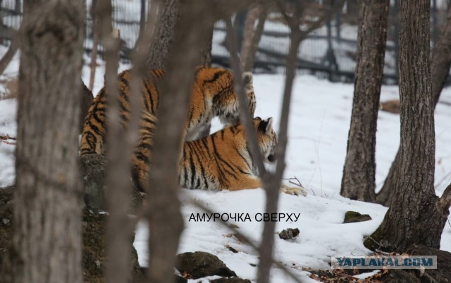 Молодые тигрицы Приморского сафари-парка