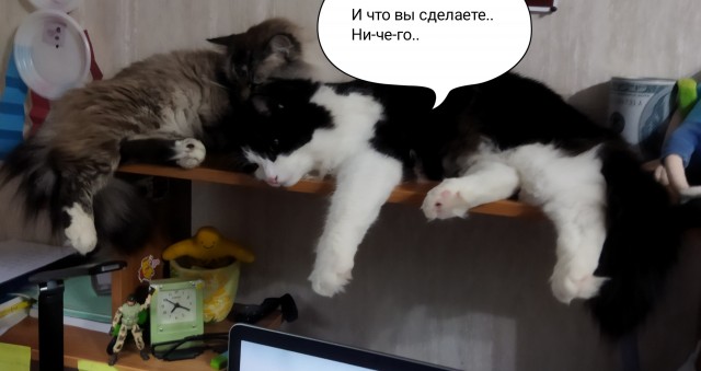 Коротко о сне с котом