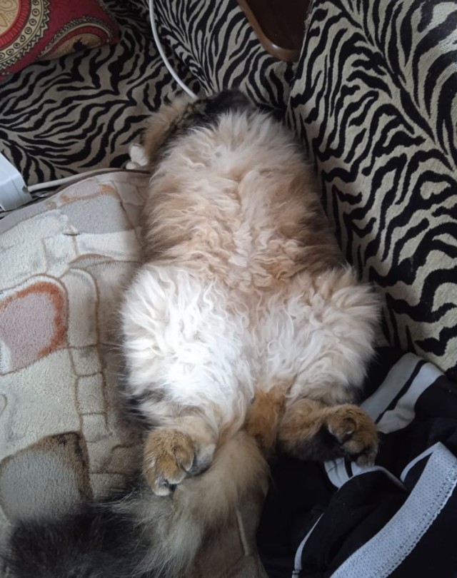 Котовторник Рыжих