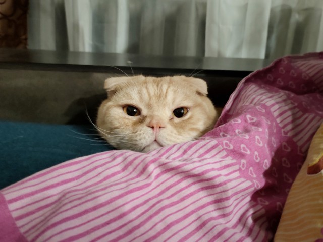 Две стадии развития кошки