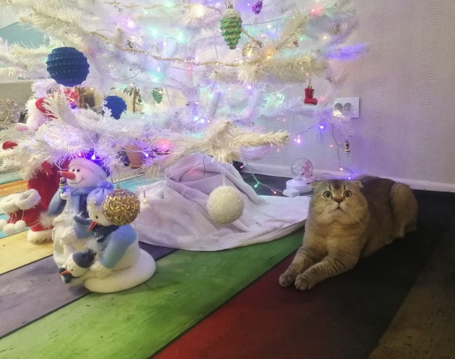 Все собаки дураки!