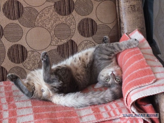 Коты деревенской породы