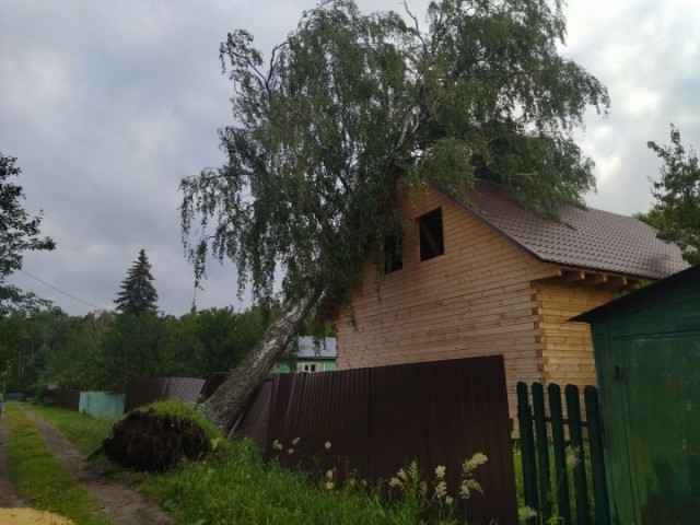 Конкурс «Космические грибы». Читаем рассказы и стихи