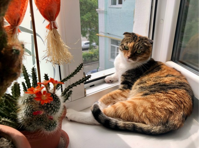Ну вот я дважды раб