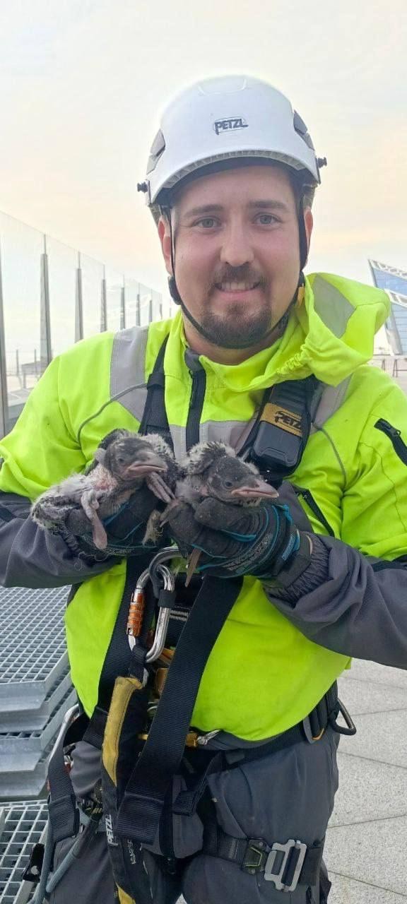 Альпинисты «Лахта Центра» спасли воронят из опасного гнезда на башне