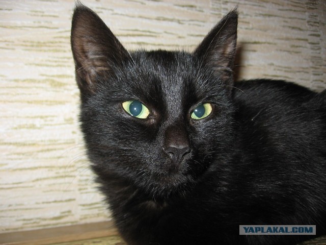 Минус один бродяга