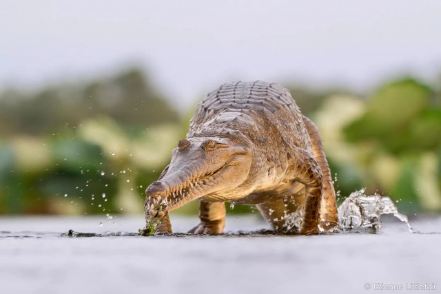 27 лучших фото финалистов и победителей конкурса Australian Geographic Nature Photographer 2025