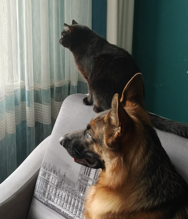Котовторник.Наши модели
