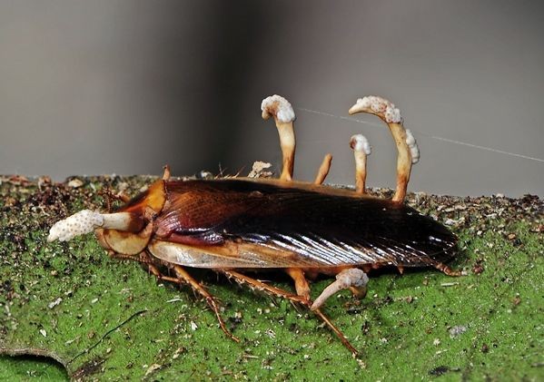 Полезный гриб кордицепс.