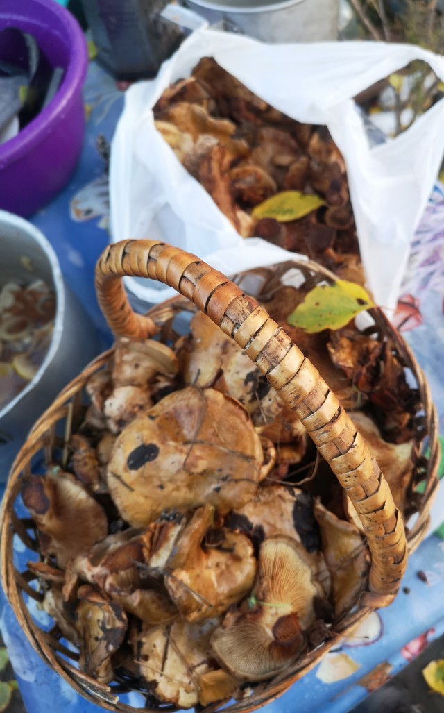 Кто в лес кто за грибами