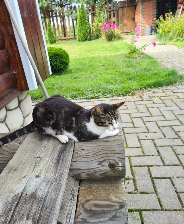 Наглый кот, который живёт на два дома.