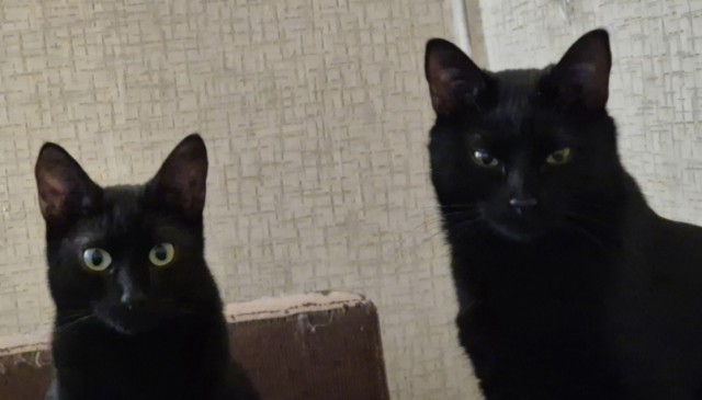 Котовторник же!