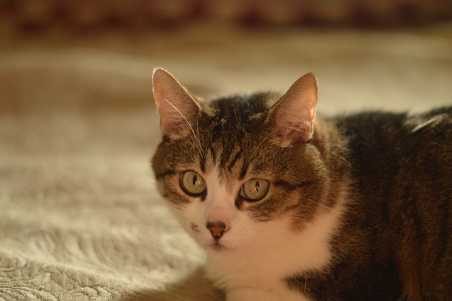 Снова наши коты