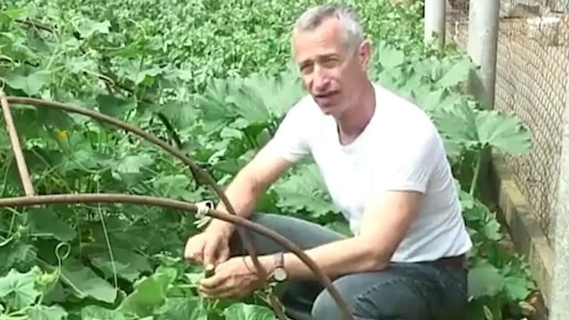 В Татарстане вырастили самый длинный огурец-гигант в России