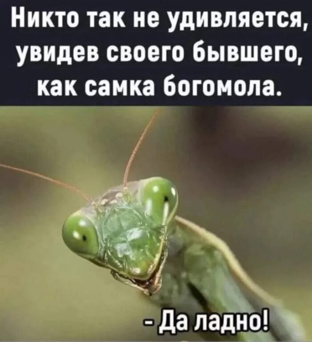 Субботние картинки