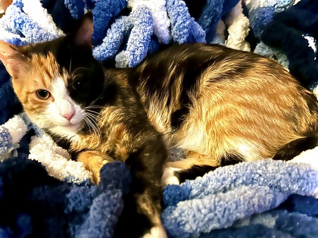 Свёкор сказал, что моя кошка страшная