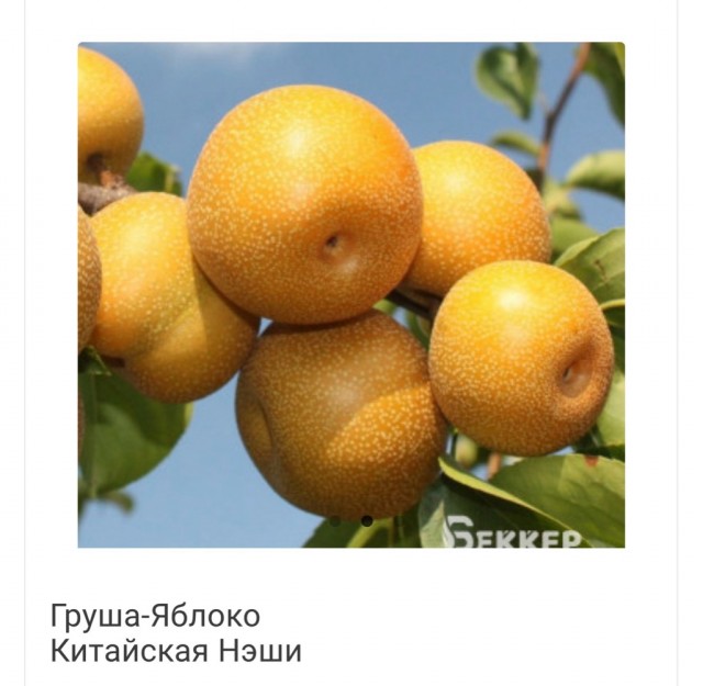Яблоки осенние