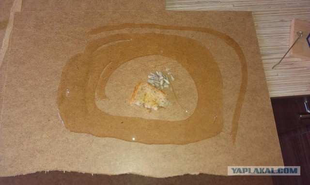 Как я мышь борол