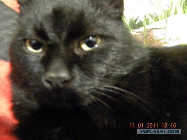 Котовторник  28.01.14