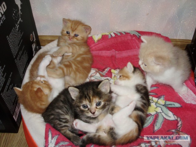 Котовторник 17.06.2014