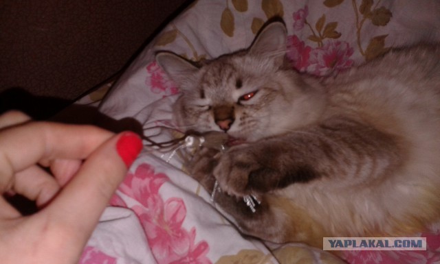 Котовторник 27.01.2015