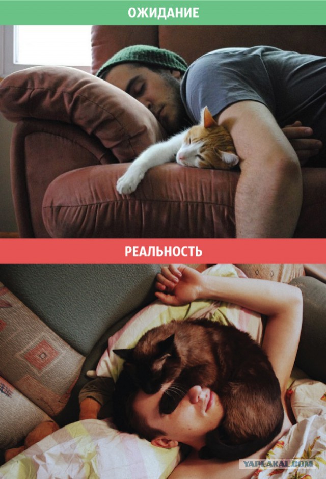 Коты: ожидания и реальность