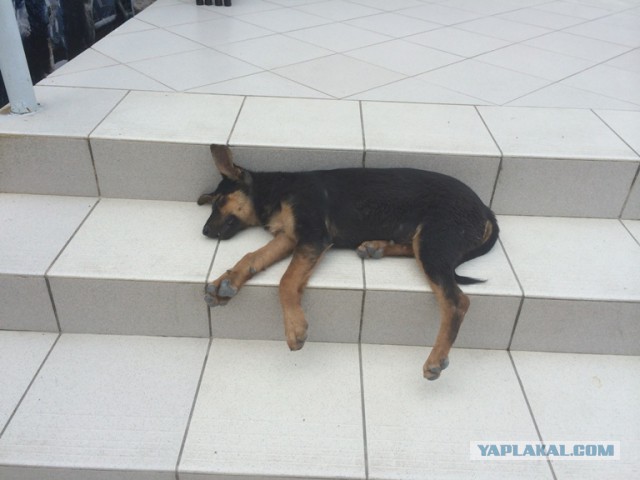 Спят усталые ...