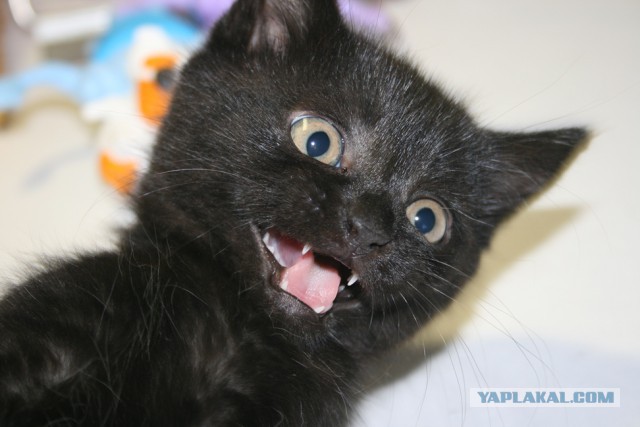Котовторник