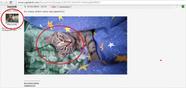 Кот-падоног. Есть у вас такой?