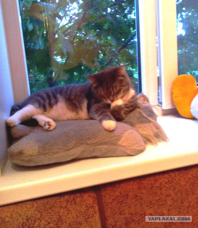 Котовторник 26.07 2016