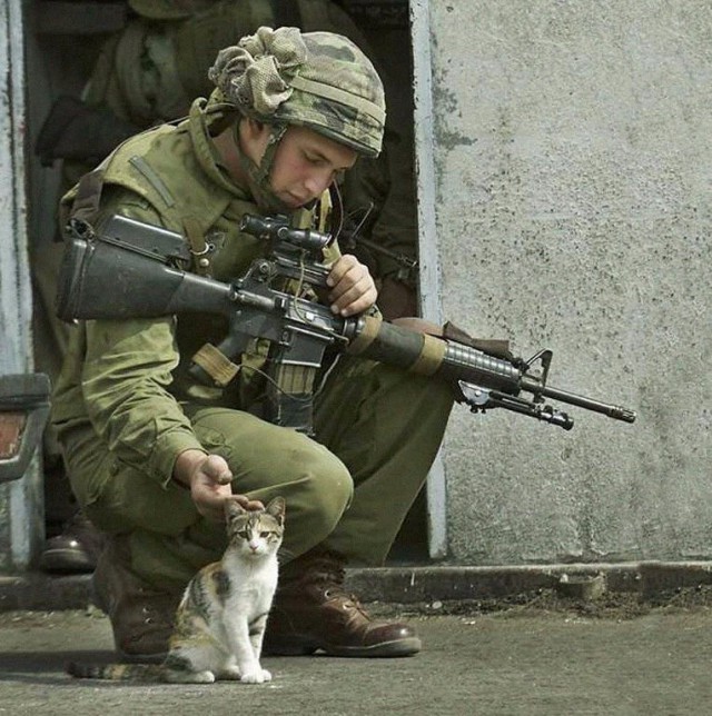 Коты из сети