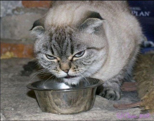 Коты из сети