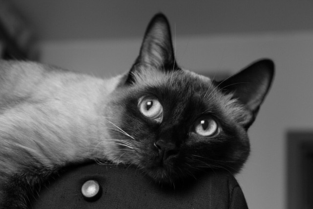 Коты и Кошки