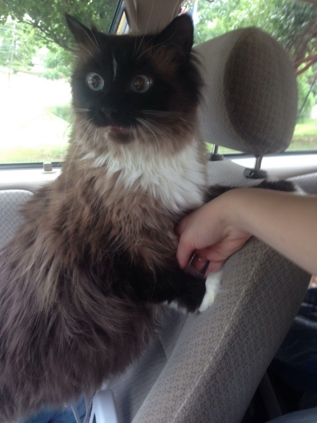 Коты и Кошки