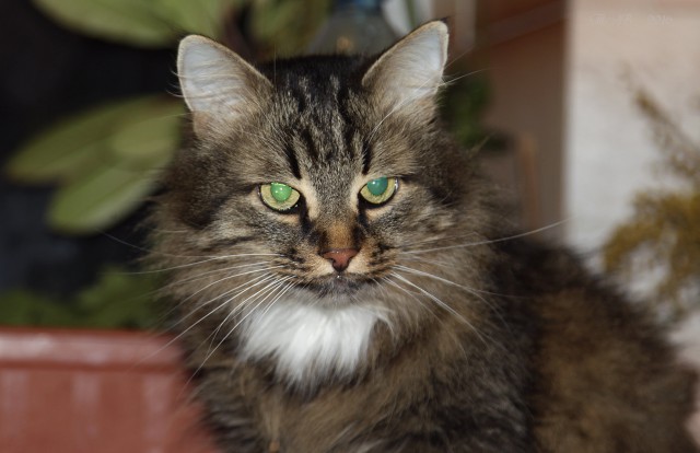 Коты и Кошки