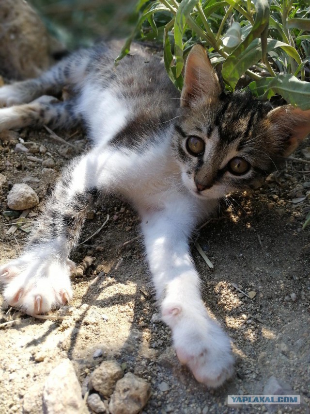 Котовторник  10.10.2017