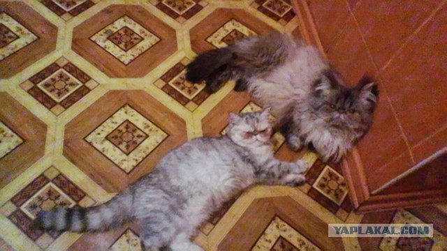 Котята моей кошки (коротенькое видео).