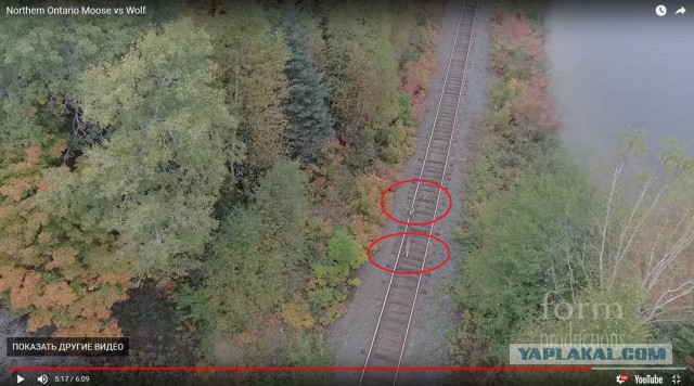 Схватка лося и волка случайно попала на видео с квадрокоптера