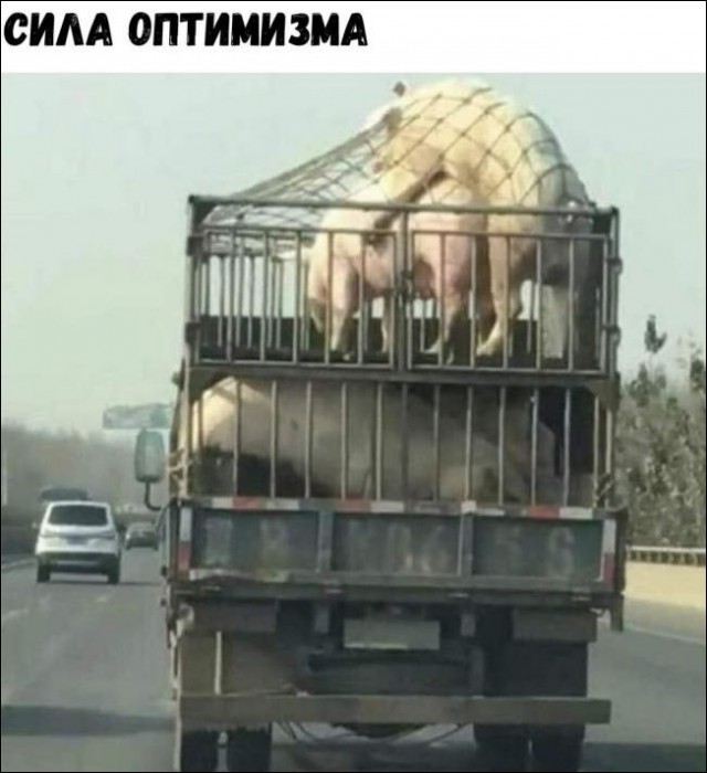 Подборка забавных животных