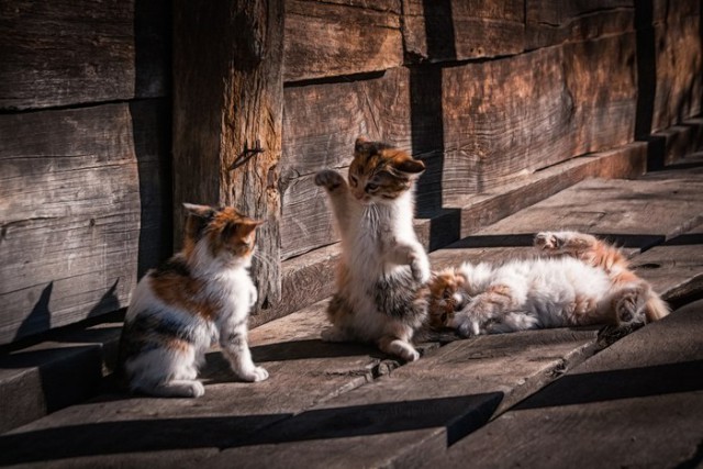 Коты и Кошки