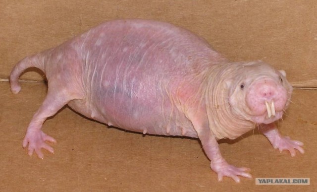 Осторожно, лженаука!