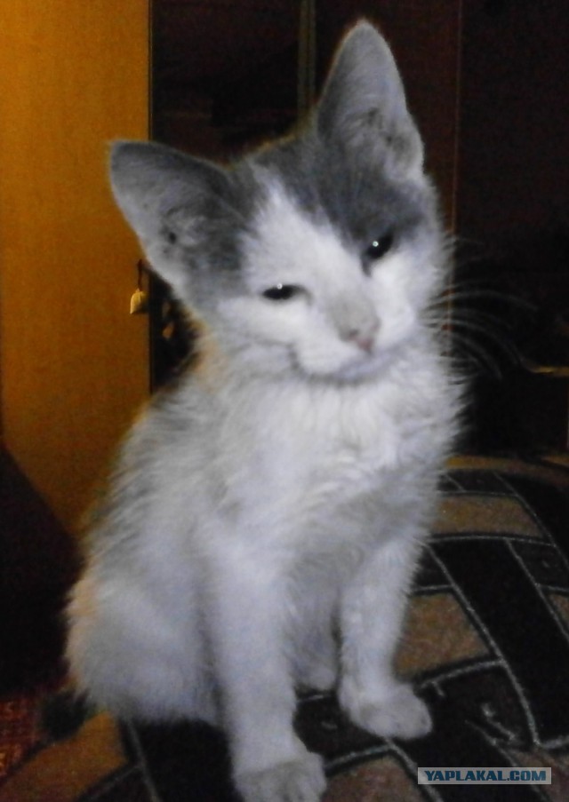 Котовторник 9.01.2018