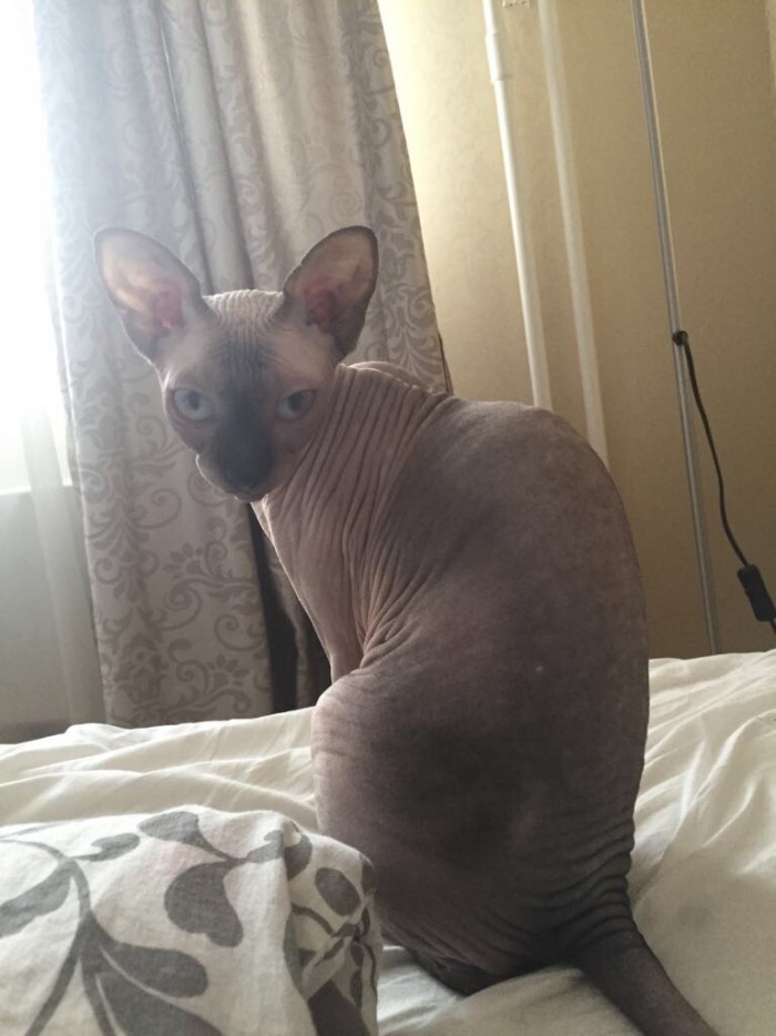 Котовторник 27.03.2018