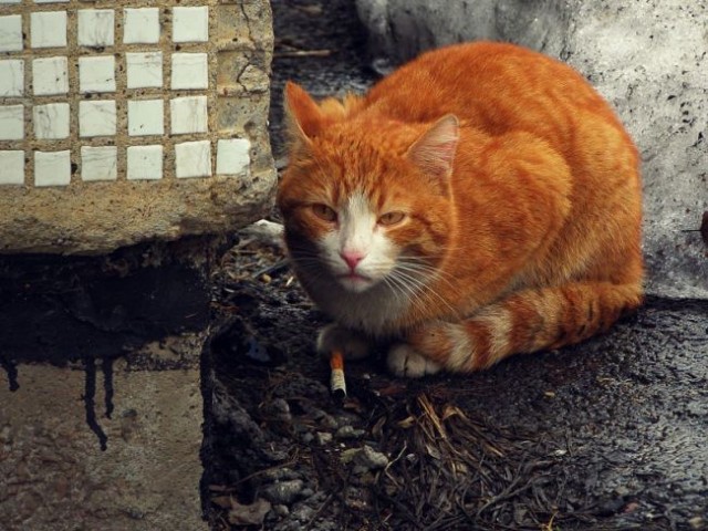 Котомет на вторник 08.04.08