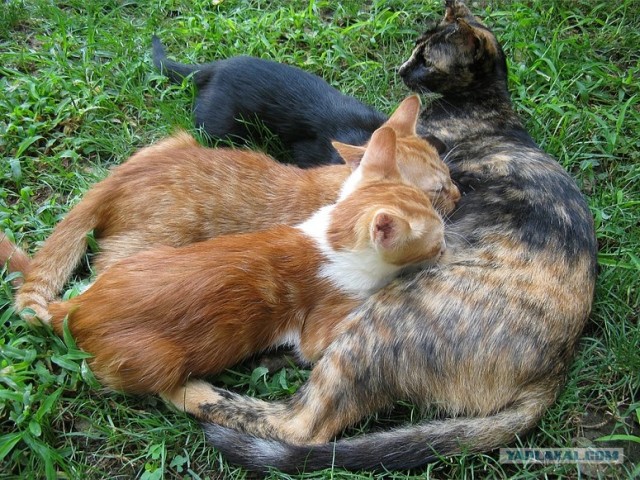 Уррааа! Котовторник на ЯПлакалъ!
