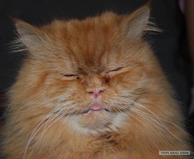 Котовторник на ЯПе