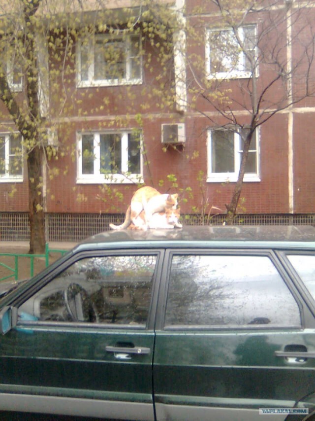 Котовторник на 6 июля