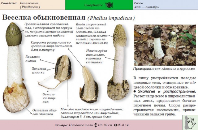 А что это за грибы? Съедобные?
